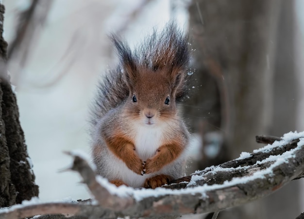 Een rode eekhoorn zit op een tak in een besneeuwd bos.