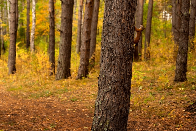 Foto een rode eekhoorn zit op het gebladerte in het herfstbos