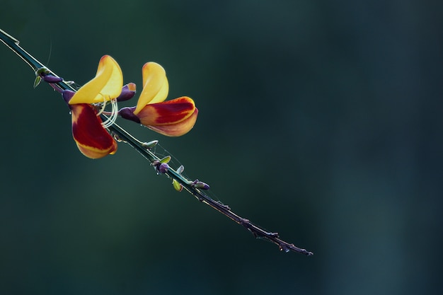 Een rode en gele bloem scotch bezem