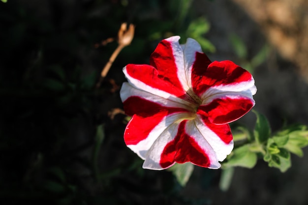 Een rode en witte bloem staat in een tuin in de bergen van New York.