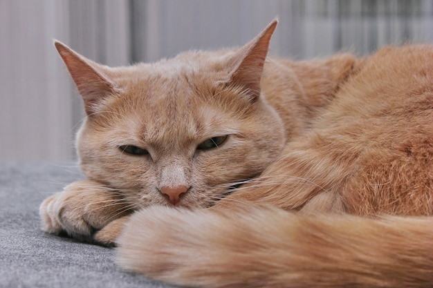 Een rode kat die op een grijze bank slaapt.