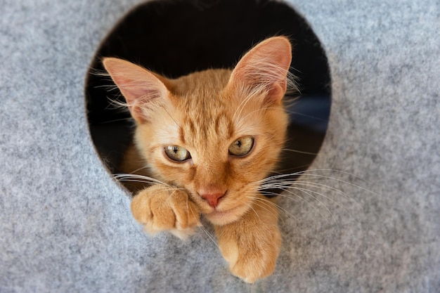 Een rode kat gluurt uit een grijs kattenhuis.