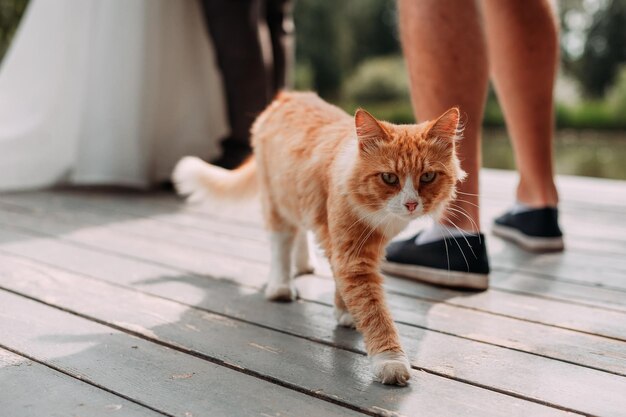 Foto een rode kat loopt over de brug.