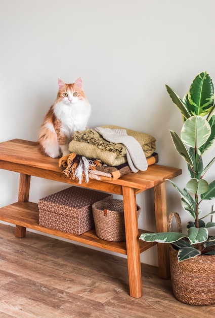 Een rode kat op een houten bank een mand met dekens een ficusbloem in de woonkamer in een rustieke stijl