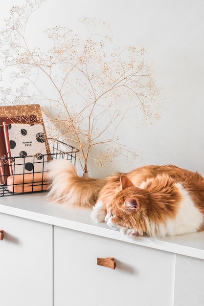 Een rode kat slaapt op een witte ladekast naast een mand en decor in de woonkamer