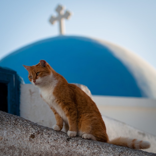 Een rode kat zit op een huis in de santorini-archipel.