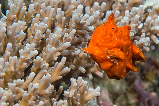 Een rode kikkervis op harde koraalmacro in Cebu Filippijnen