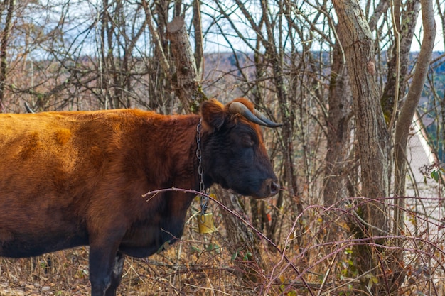 Een rode koe met een bel op zijn nek graast in het bos in de winter of herfst close-up