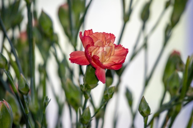 Een rode lelie bloem op een achtergrond van groene bladeren