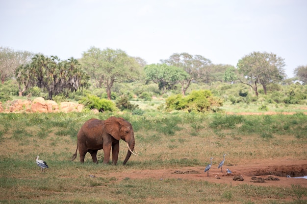 Een rode olifant loopt in de savanne van Kenia