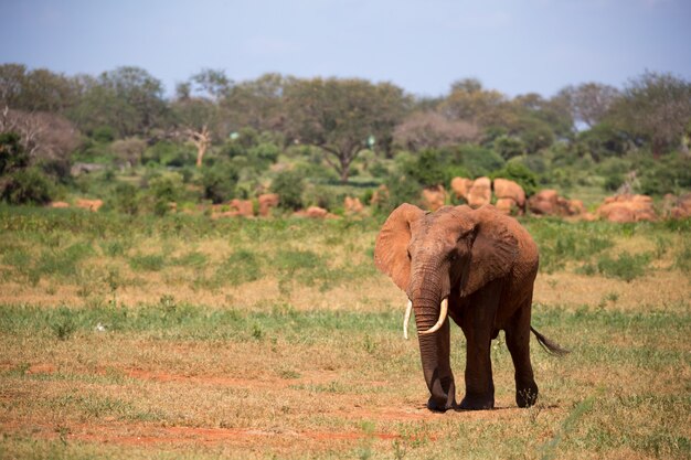 Een rode olifant loopt in de savanne van Kenia