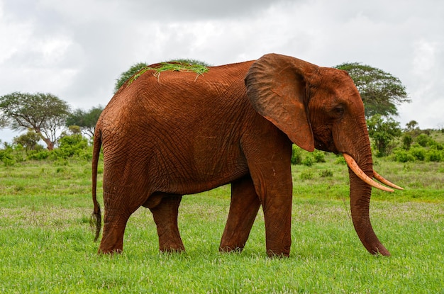 Een rode olifant staat in het grasland Tsavo East Kenya Africa