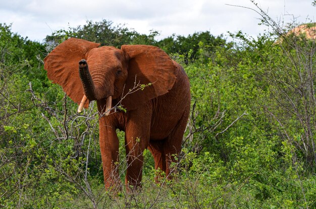 Een rode olifant staat in het grasland Tsavo East Kenya Africa