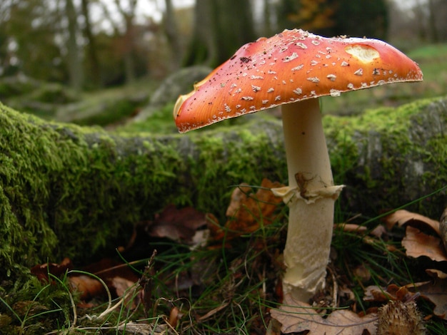 Een rode paddenstoel met een witte stengel in een groen bos