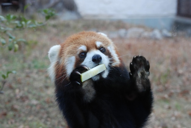 Een rode panda eet een stuk voedsel.