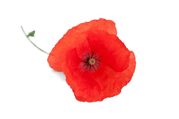 Een rode papaver geïsoleerd op een witte achtergrond