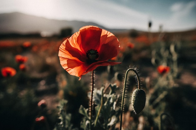 Een rode papaver in een veld met een berg op de achtergrond