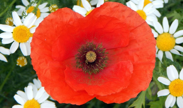 Een rode papaver wordt omringd door witte en gele bloemen.