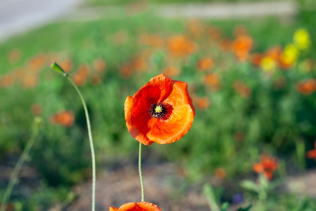 Een rode papaverbloem in het lenteseizoen