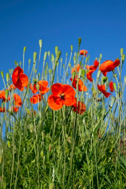 Een rode papaverbloem in het lenteseizoen