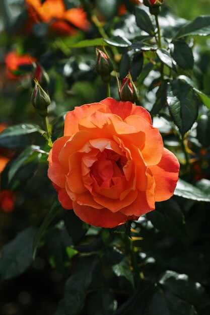 Foto een rode roos bloeit in een botanische tuin