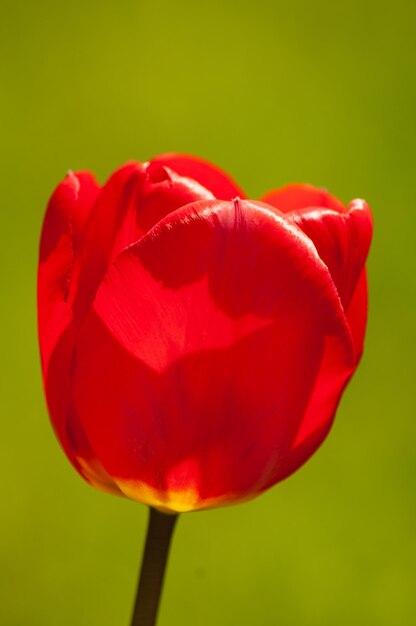 Een rode tulp in de tuin