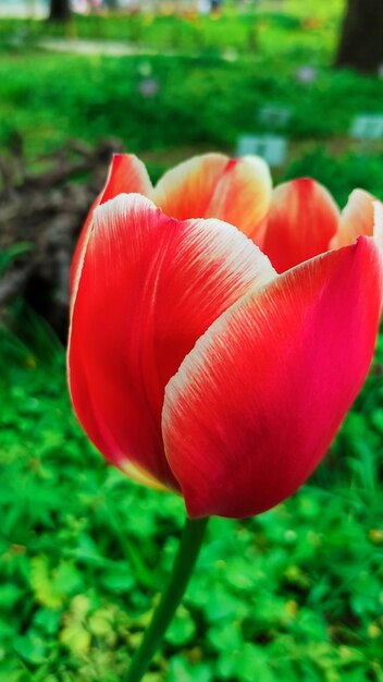 Een rode tulp in een groen veld