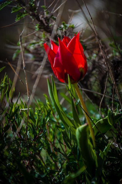 Een rode tulp in het donker