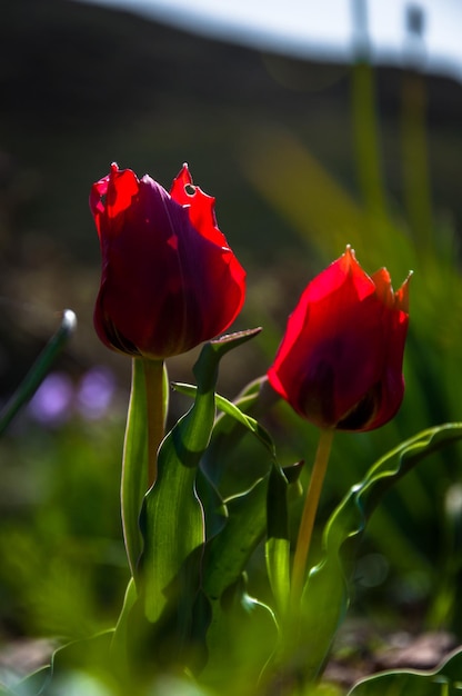 Een rode tulp in het zonlicht