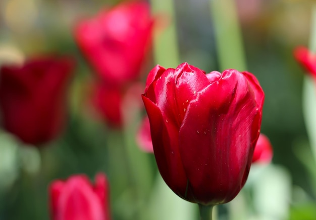 een rode tulp met selectieve focus op een wazige groene achtergrond