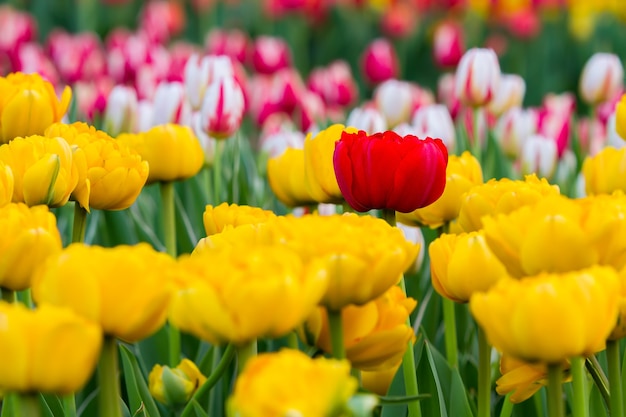 Foto een rode tulp tussen gele tulpen, op de achtergrond staan veel kleurrijke tulpen