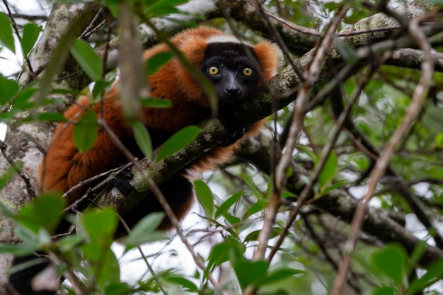 Een rode Vari Lemur zit op een tak van een boom