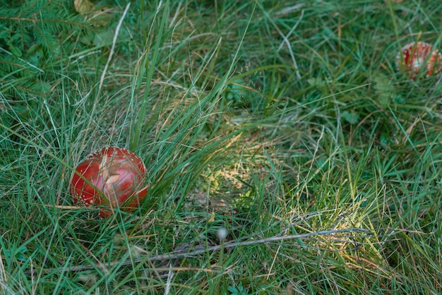 Een rode vlieg amanita paddestoel groeit in groen gras in het bos Gevlekte paddestoel Agaric Amanita vliegengif Giftige paddenstoel Gevaar Plant Gevaarlijk Groeiende groei Magic