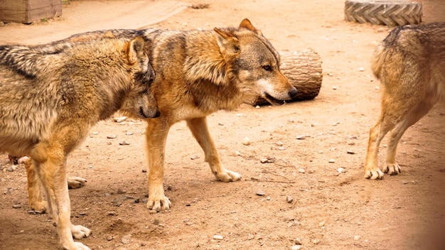 Een roedel wolven in de dierentuin. wolven in een dierentuinkooi. wilde dieren