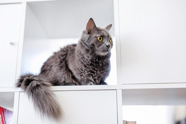 Een rokerige grijze en zeer pluizige kat zit op een plank tussen boeken en kijkt nieuwsgierig om zich heen