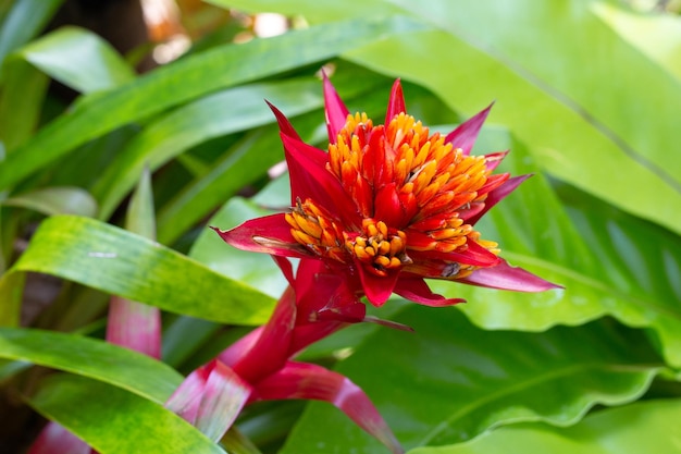 Een rood bloeiende bromelia bloem Prachtige tropische planten