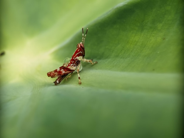 Een rood en zwart insect zit op een groen blad.