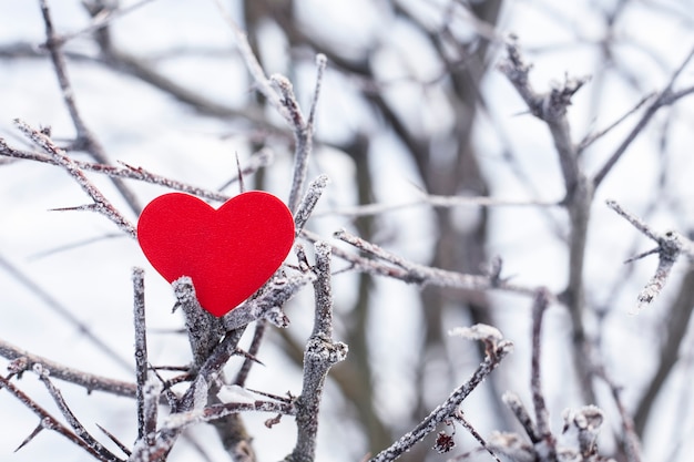 Een rood hart op de doornige takken van een winterboom