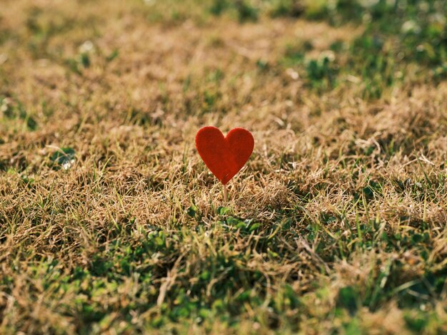 Een rood hart op gras
