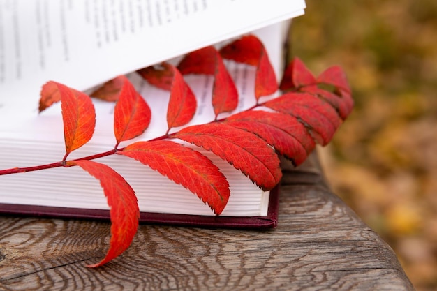 Een rood herfstblad ligt op pagina's van een open boek op een houten bank