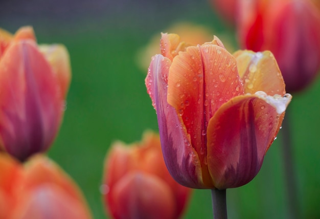 Een rood-oranje mooie tulp is in dauw druppels