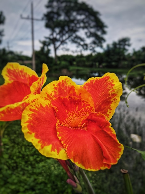 Een roodgele bloem met een geel hart