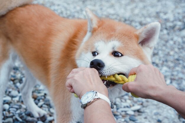 Een roodharige Japanse akita loopt op het strand en speelt touwtrekken met eigenaar