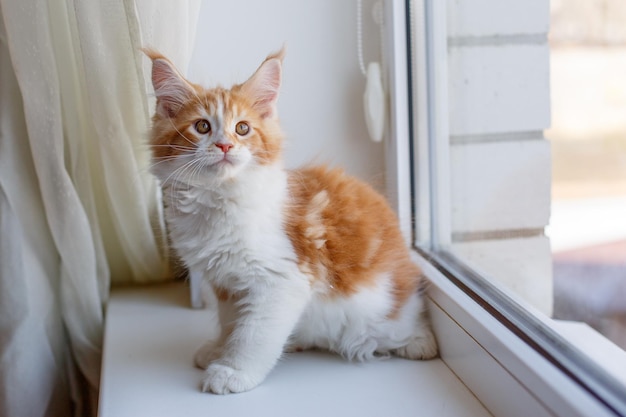 een roodharige kat zit thuis op het raam