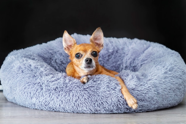 Een roodharige toy terriër ligt thuis op een pluizig grijs bed en rust.