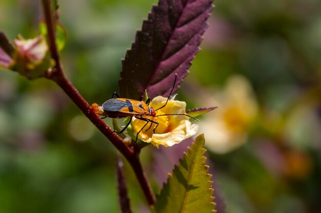 Foto een roodkopkever op een gele bloem