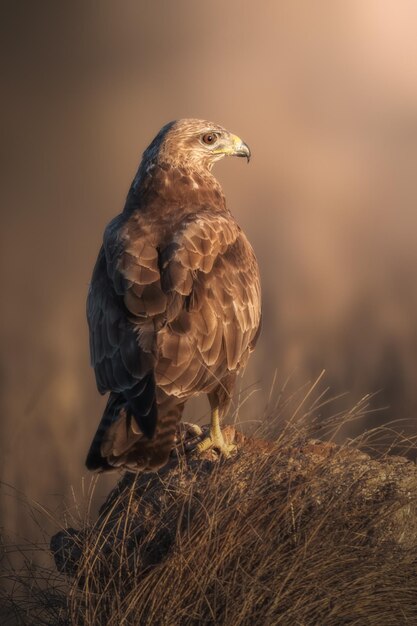 Foto een roofvogel zit op een rots in de zon