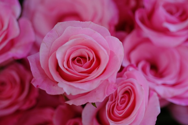 Foto een roos is ofwel een houtachtige meerjarige bloeiende plant van het geslacht rosa, in de familie rosaceae. roze.