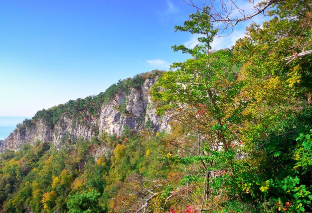 Een rotsachtige klif tussen de heldere bomen van het Sochi National Park Krasnodar Territory Russia 2021