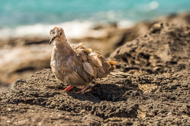 Een rouwende duif die op een rots aan de kust zit.